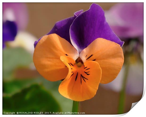 "The humble Viola" Print by ROS RIDLEY