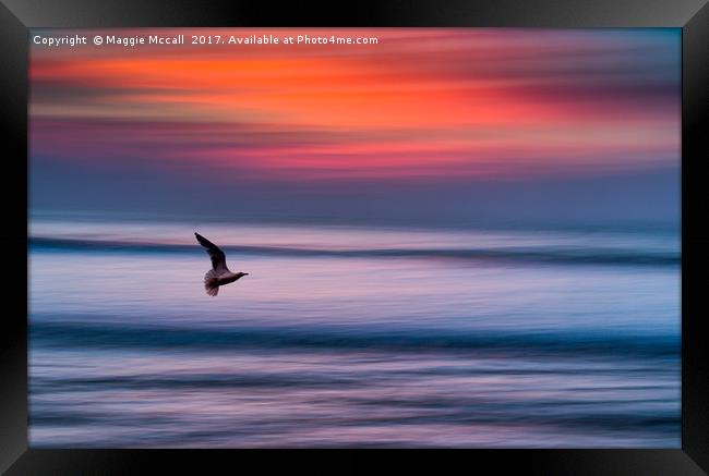 A Seagull in Flight at Widemouth Beach Bude Framed Print by Maggie McCall