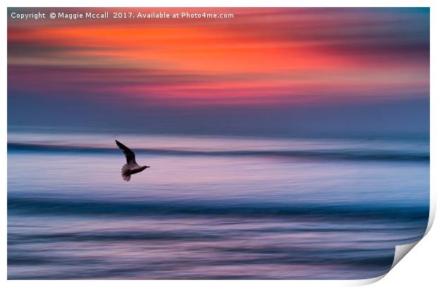 A Seagull in Flight at Widemouth Beach Bude Print by Maggie McCall