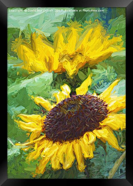 Sunflower Framed Print by David Mccandlish