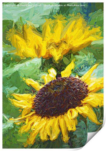 Sunflower Print by David Mccandlish