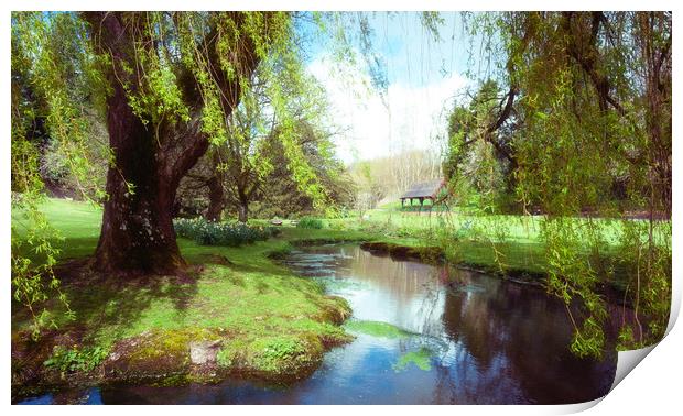 Willow Print by Richard Downs