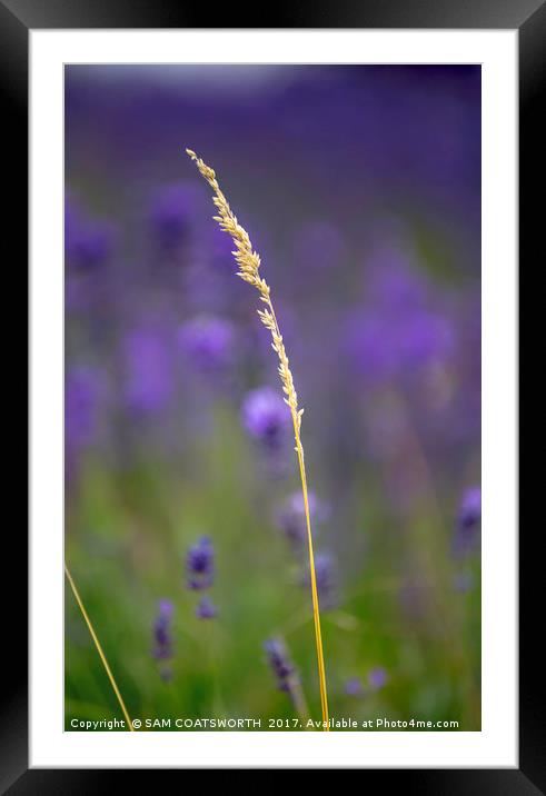 Lavender and Gold Solo Framed Mounted Print by sam COATSWORTH