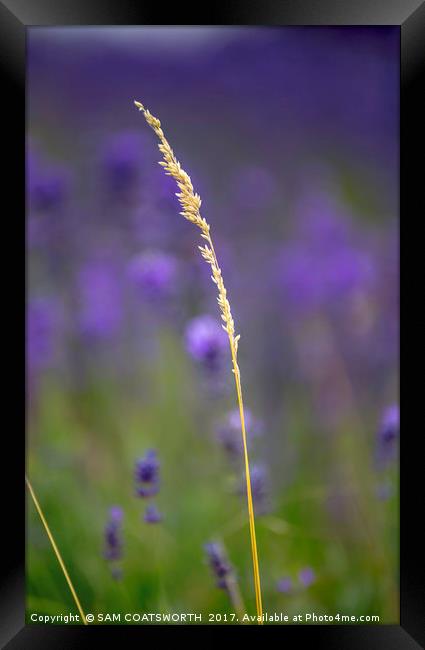 Lavender and Gold Solo Framed Print by sam COATSWORTH