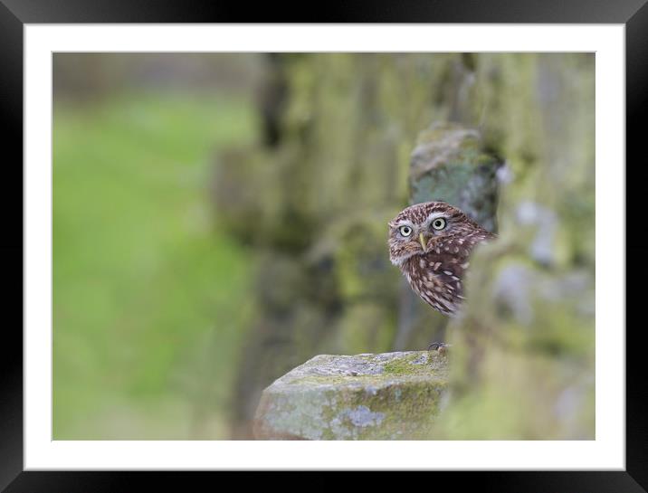Little Owl Framed Mounted Print by Iain Leadley