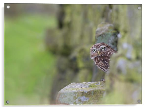 Little Owl Acrylic by Iain Leadley
