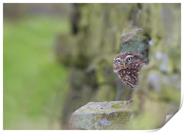 Little Owl Print by Iain Leadley