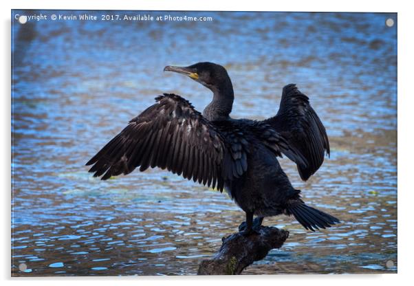 Cormorant spreading wings Acrylic by Kevin White