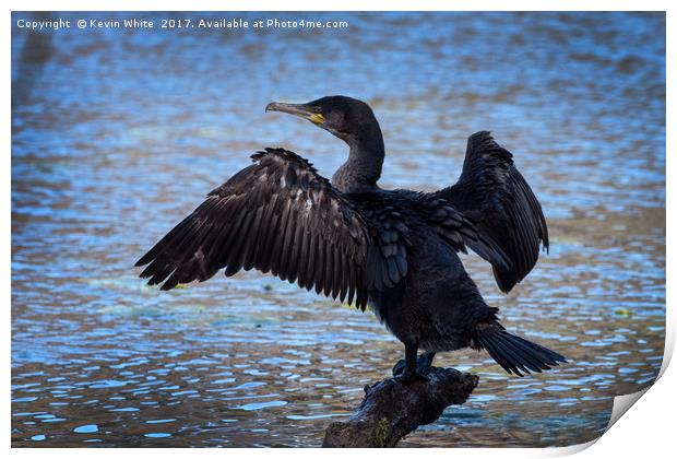 Cormorant spreading wings Print by Kevin White