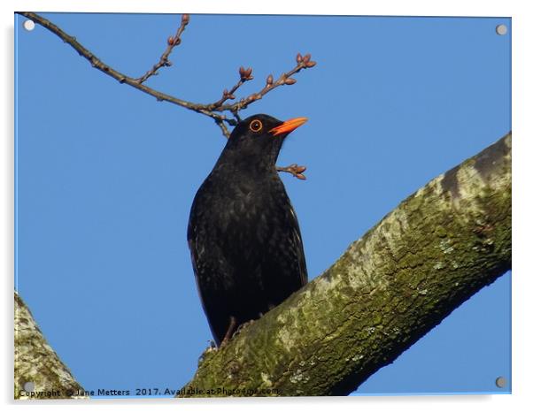              Blackbird Sitting on a Branch         Acrylic by Jane Metters