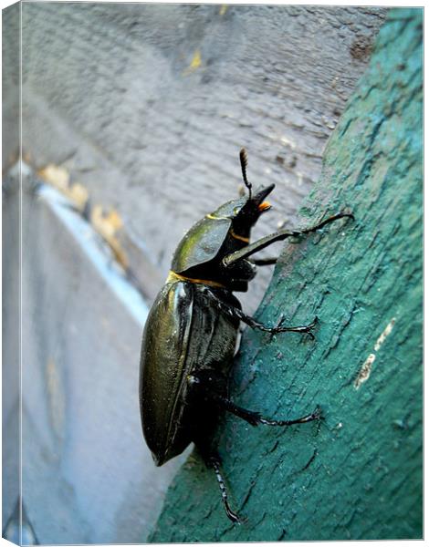 Stag Beetle Canvas Print by Heather Newton