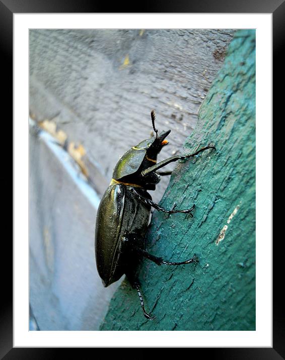 Stag Beetle Framed Mounted Print by Heather Newton