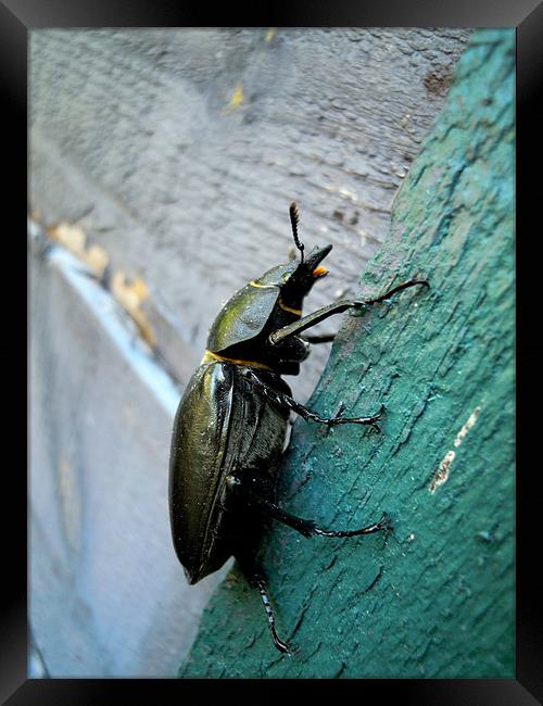 Stag Beetle Framed Print by Heather Newton