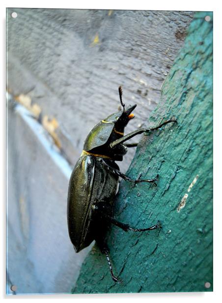 Stag Beetle Acrylic by Heather Newton