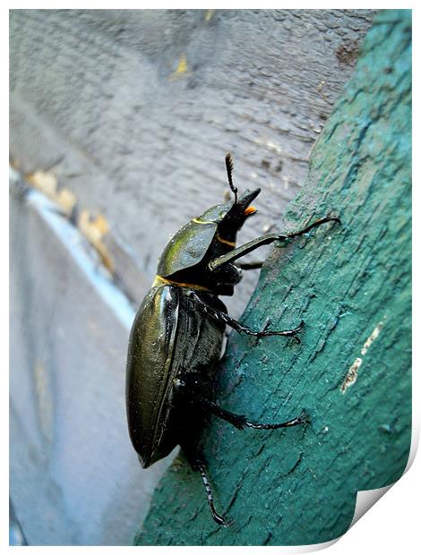 Stag Beetle Print by Heather Newton