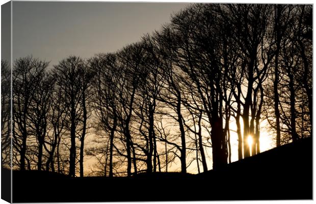 Sun between the trees Canvas Print by Andrew Kearton