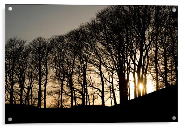 Sun between the trees Acrylic by Andrew Kearton