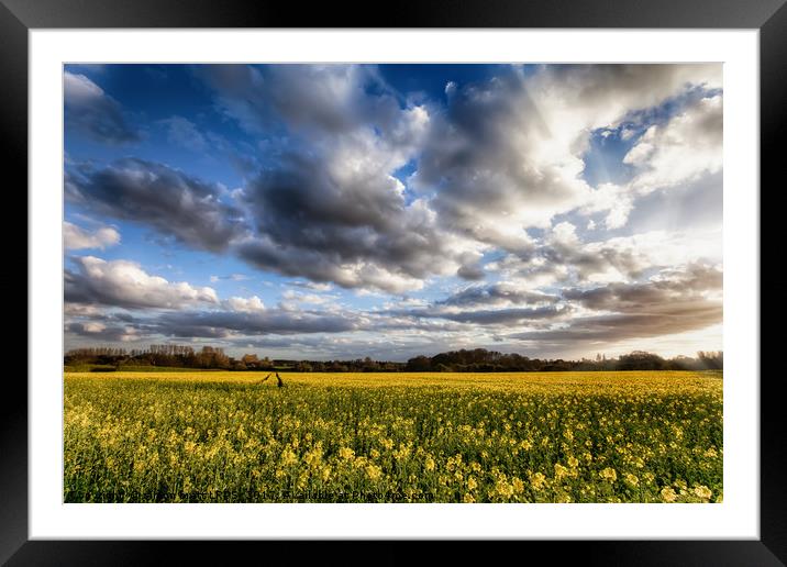 Great Massingham Norfolk rapeseed fields at sunset Framed Mounted Print by Simon Bratt LRPS