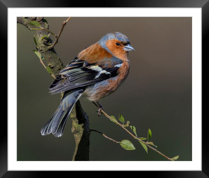 Chaffinch Framed Mounted Print by Angela H