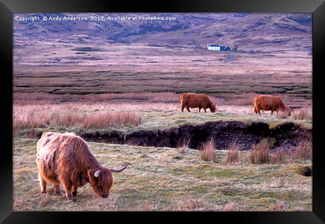 Scottish Highland Cattle Framed Print by Andy Anderson