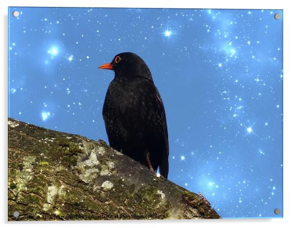 Blackbird with Sparkle Acrylic by Jane Metters