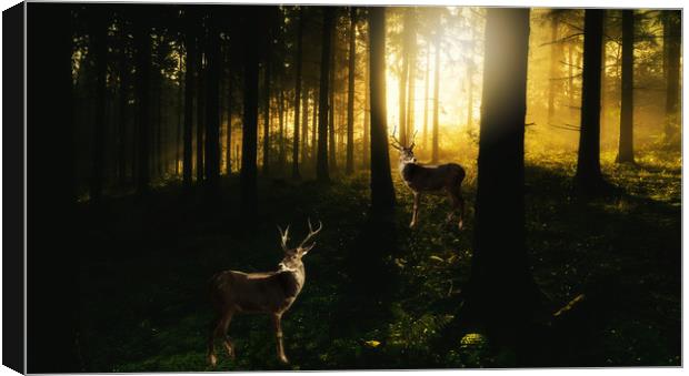 the woods Canvas Print by sue davies