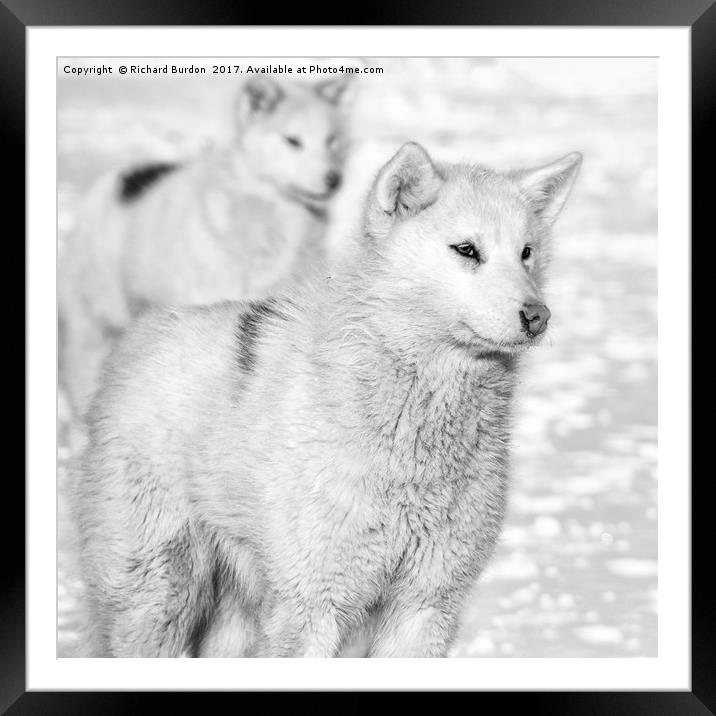 Greenlandic Dogs Framed Mounted Print by Richard Burdon