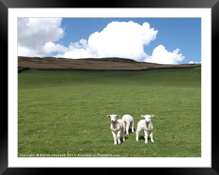 Lambs at Mossy Lea Framed Mounted Print by Denise Heywood