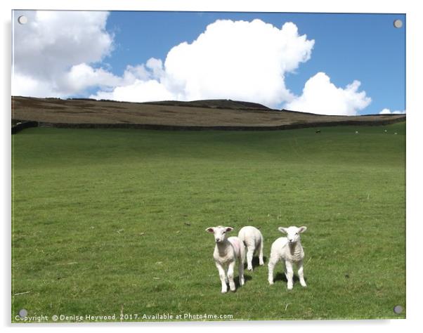 Lambs at Mossy Lea Acrylic by Denise Heywood