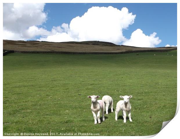 Lambs at Mossy Lea Print by Denise Heywood
