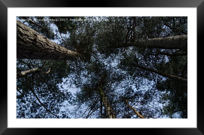 Pine Tree Treetops Framed Mounted Print by rawshutterbug 
