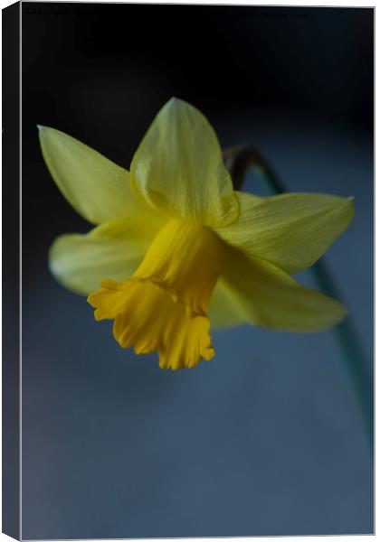 Daffodil Canvas Print by rawshutterbug 