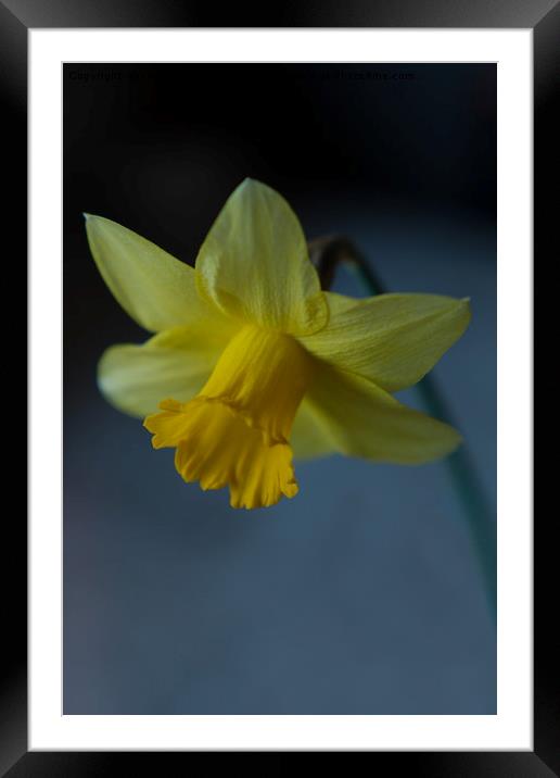 Daffodil Framed Mounted Print by rawshutterbug 