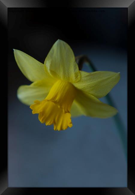 Daffodil Framed Print by rawshutterbug 