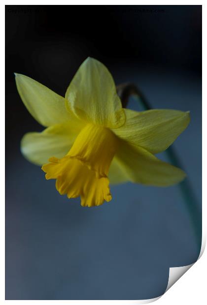 Daffodil Print by rawshutterbug 