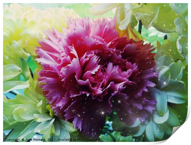 Twinkling Carnation                          Print by Jane Metters