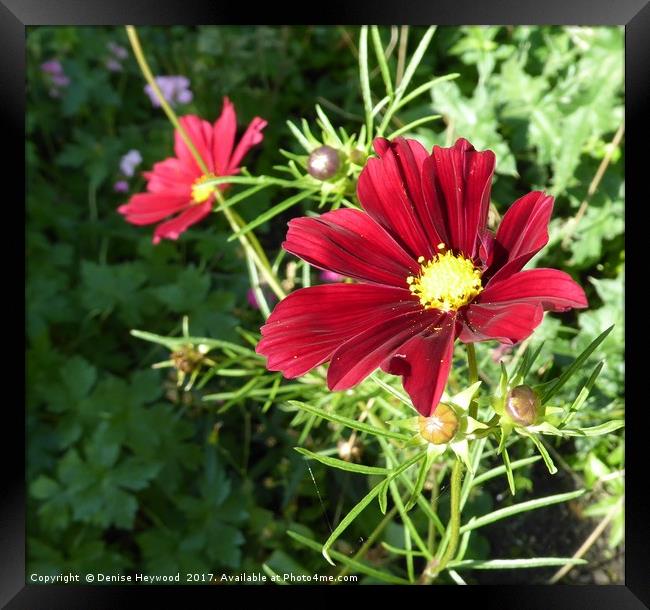 Red Cosmos Framed Print by Denise Heywood