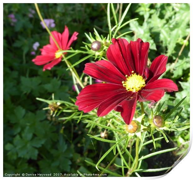 Red Cosmos Print by Denise Heywood