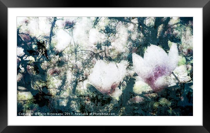 Magnolia Bearing Framed Mounted Print by Florin Birjoveanu