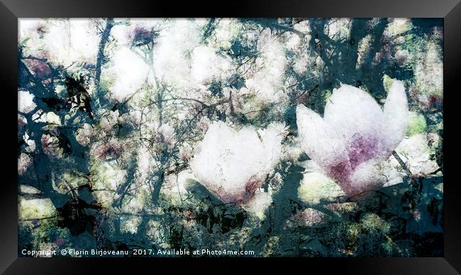 Magnolia Bearing Framed Print by Florin Birjoveanu