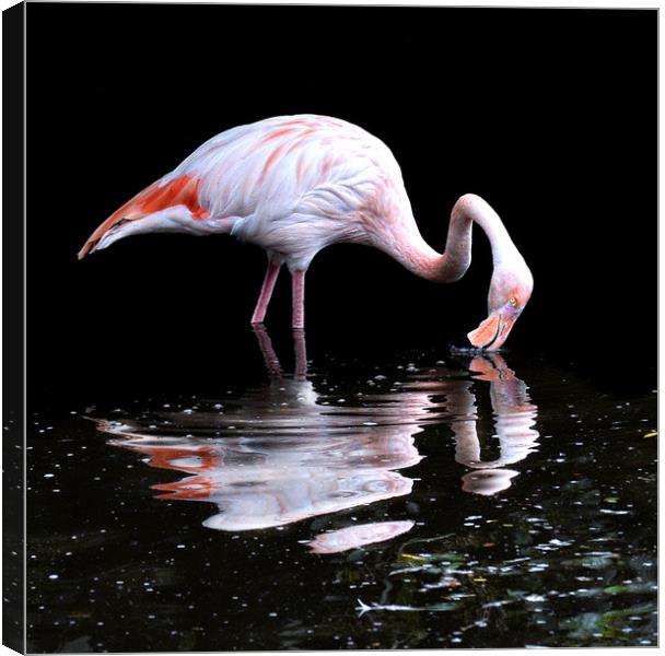 Pretty flamingo Canvas Print by Alan Mattison