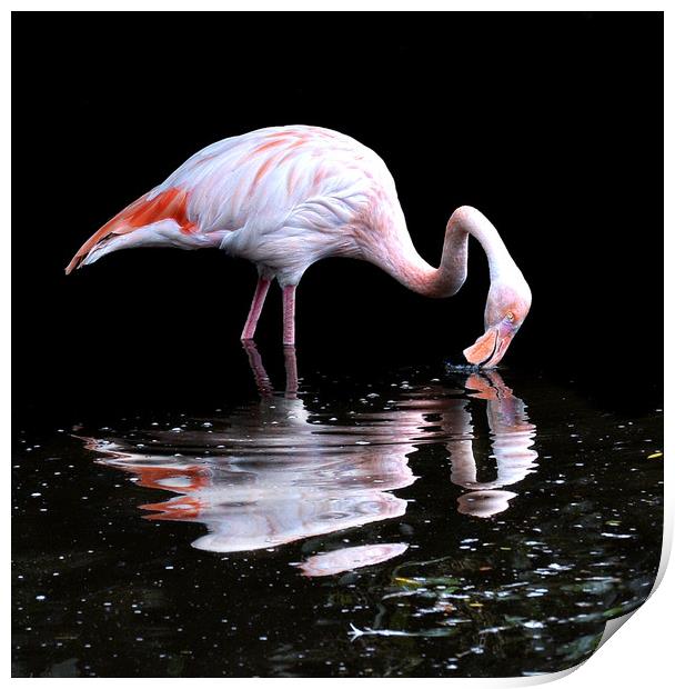 Pretty flamingo Print by Alan Mattison