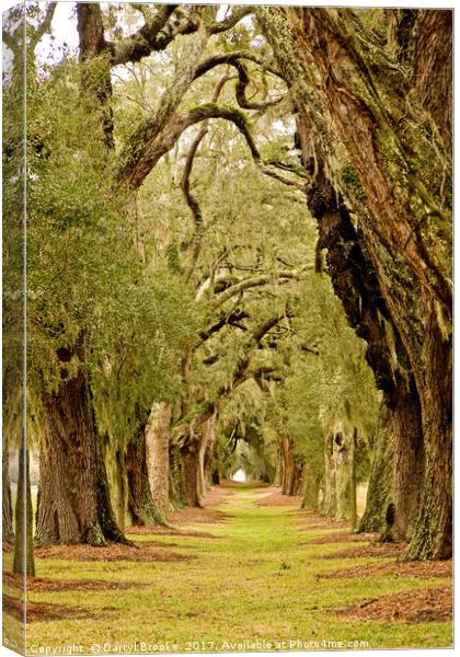 Line of Oak Trees to Distance Canvas Print by Darryl Brooks