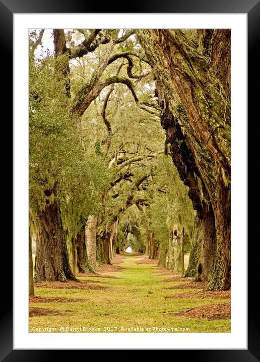 Line of Oak Trees to Distance Framed Mounted Print by Darryl Brooks