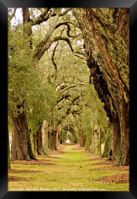 Line of Oak Trees to Distance Framed Print by Darryl Brooks