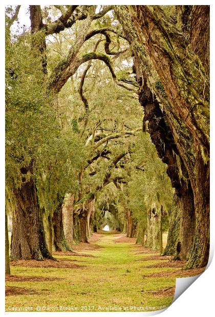 Line of Oak Trees to Distance Print by Darryl Brooks