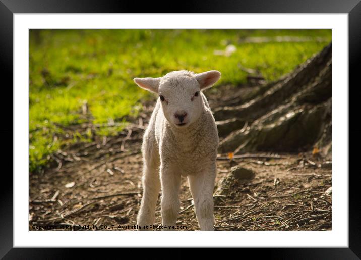 Spring Lamb Framed Mounted Print by Paul Baldwin