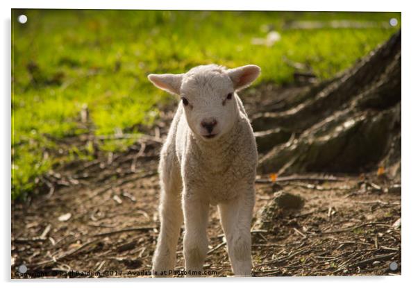 Spring Lamb Acrylic by Paul Baldwin