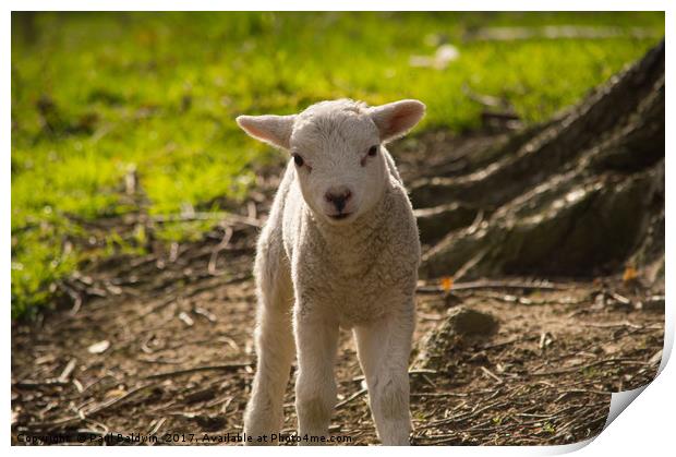 Spring Lamb Print by Paul Baldwin