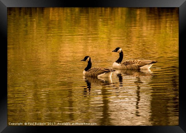 Canadian Geese at Sunset Framed Print by Paul Baldwin